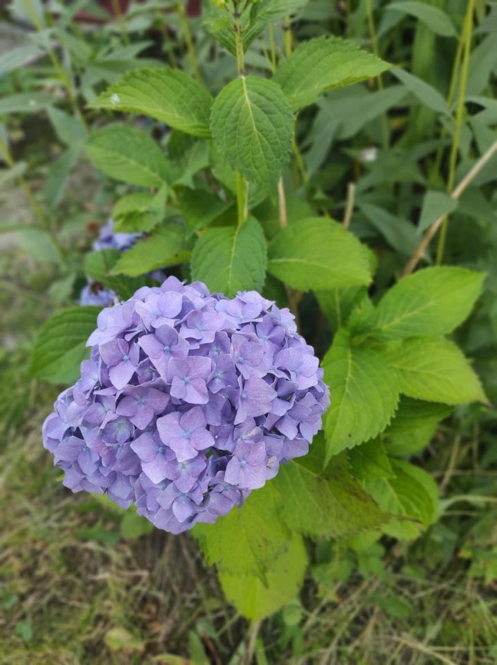 Działka rod Chojnice, ul. Kościerska. Zdjęcie 4
