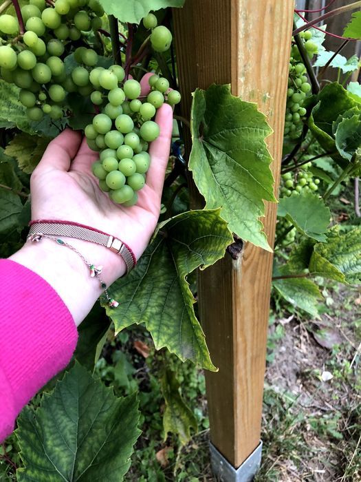 Działka rod Szczecin Bukowo, ul. Orna. Zdjęcie 3