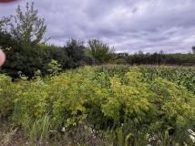 Działka budowlana Teresin, ul. Sarnia. Zdjęcie 1