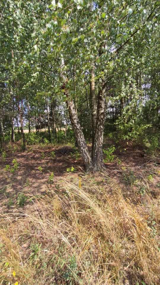 Działka budowlana Henrykowo. Zdjęcie 4