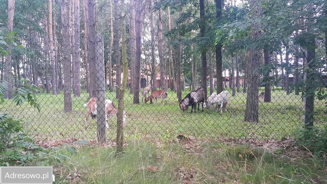 Działka rolno-budowlana Grodnia. Zdjęcie 20