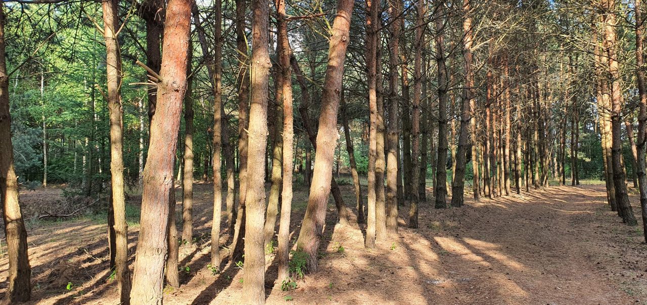Działka budowlana Dębniaki. Zdjęcie 5
