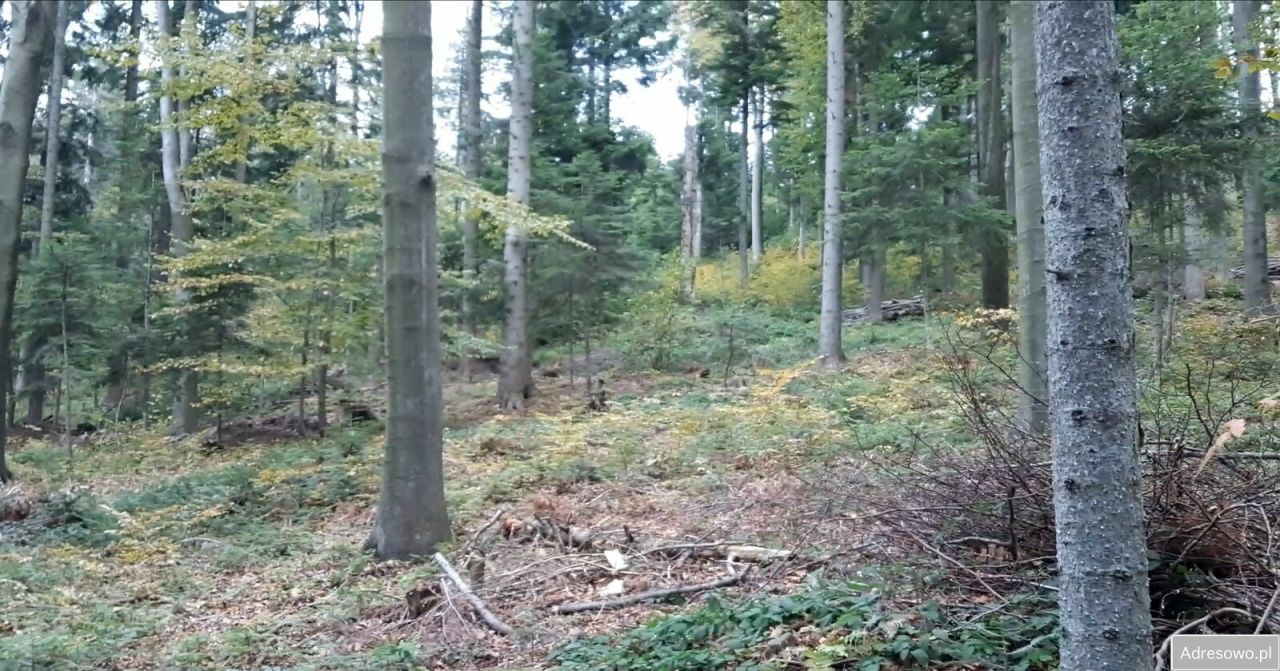 Działka leśna Łosie. Zdjęcie 9