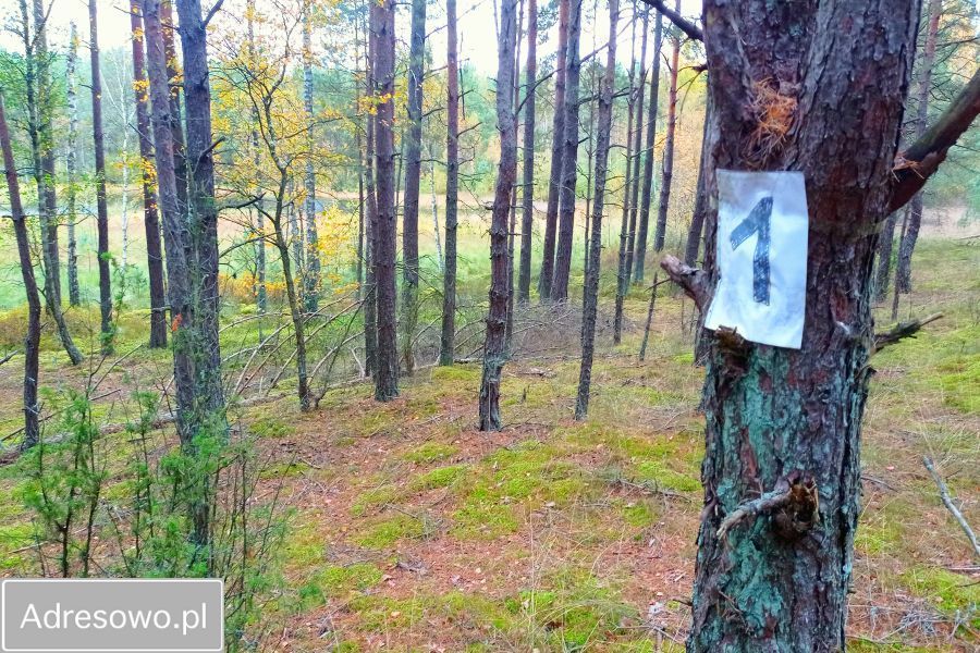 Działka leśna Zielona Chocina. Zdjęcie 12