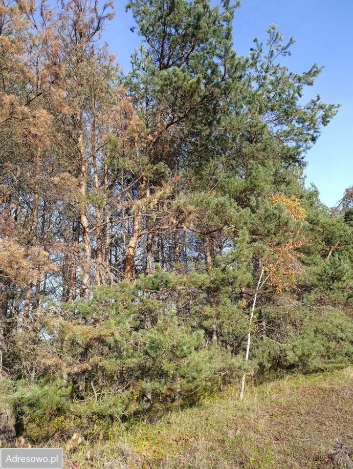 Działka budowlana Nowiny. Zdjęcie 2