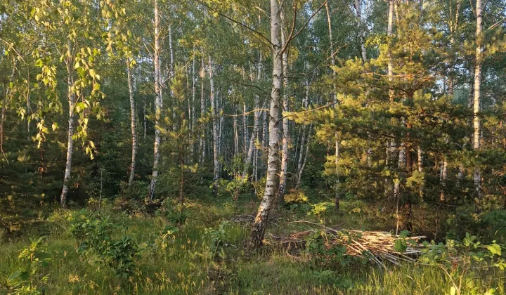 Działka leśna Brzeźnica Książęca-Kolonia