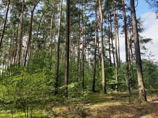 Działka Krzaki Czaplinkowskie. Zdjęcie 5