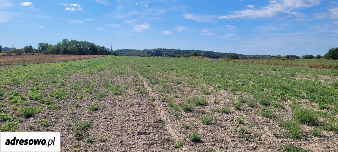 Działka rolno-budowlana Janików. Zdjęcie 4