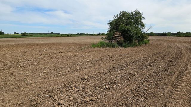 Działka rolna Dziubiele. Zdjęcie 14