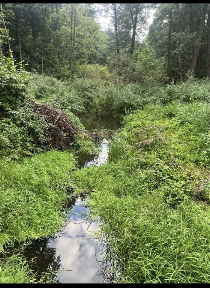 Działka siedliskowa Wierzbno. Zdjęcie 8