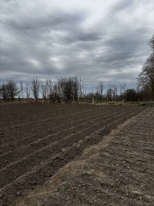 Działka siedliskowa Zdrzewno. Zdjęcie 5