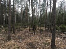 Działka leśna Motyl Żelazna. Zdjęcie 4