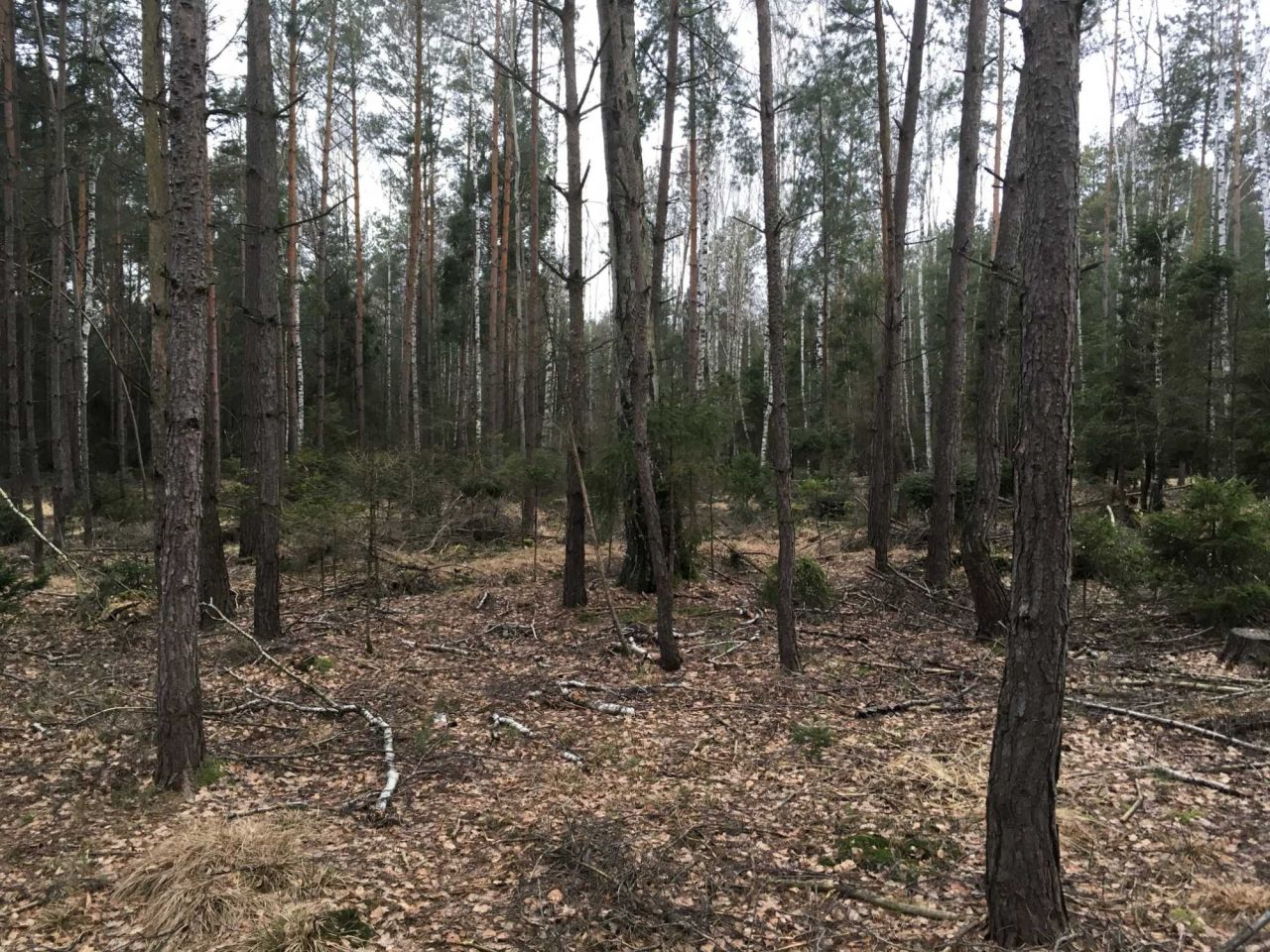 Działka leśna Motyl Żelazna. Zdjęcie 5