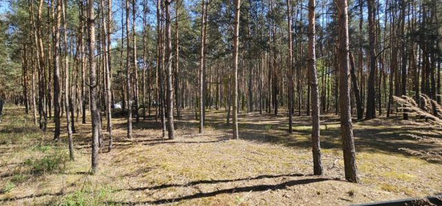 Działka leśna Makówka. Zdjęcie 9
