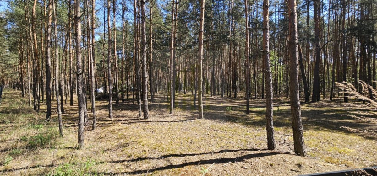 Działka leśna Makówka. Zdjęcie 9