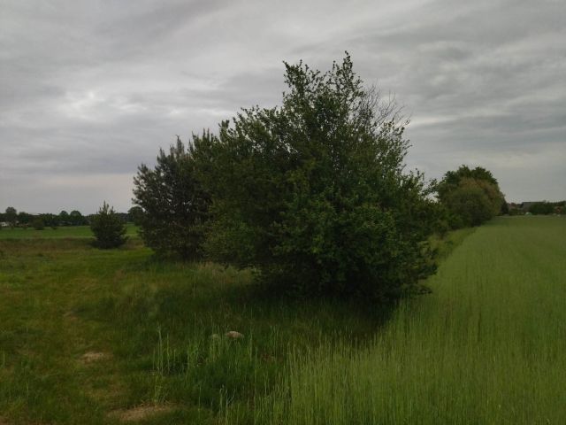 Działka budowlana Świerczyna. Zdjęcie 1