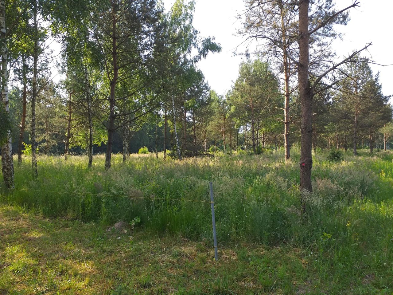 Działka budowlana Tłumy, Poprzeczna. Zdjęcie 5