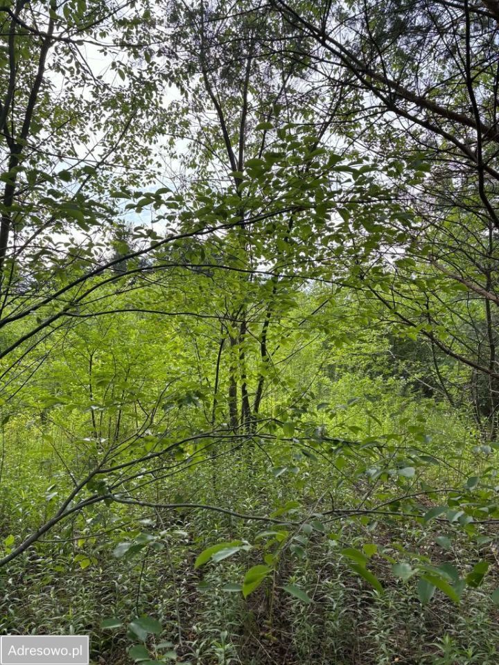 Działka budowlana Strzeniówka, ul. Magnolii. Zdjęcie 9