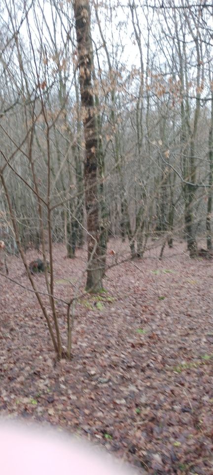 Działka leśna Osobnica Wysłanka, Osobnica. Zdjęcie 2