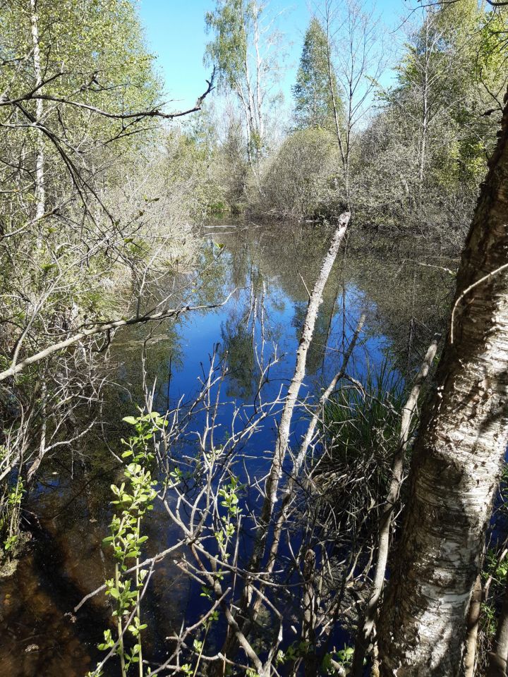 Działka leśna Pomiłowo. Zdjęcie 5