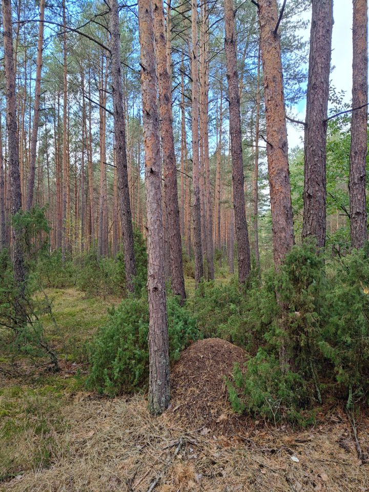 Działka leśna Lipniak-Majorat. Zdjęcie 7