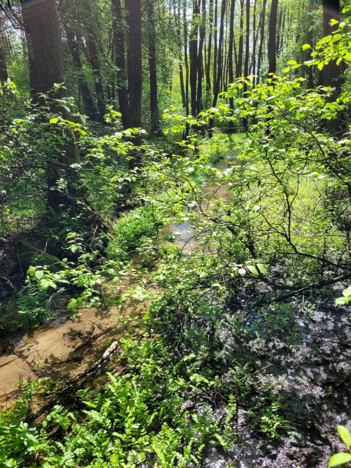 Działka rolno-budowlana Dzierżązna, ul. Graniczna. Zdjęcie 6
