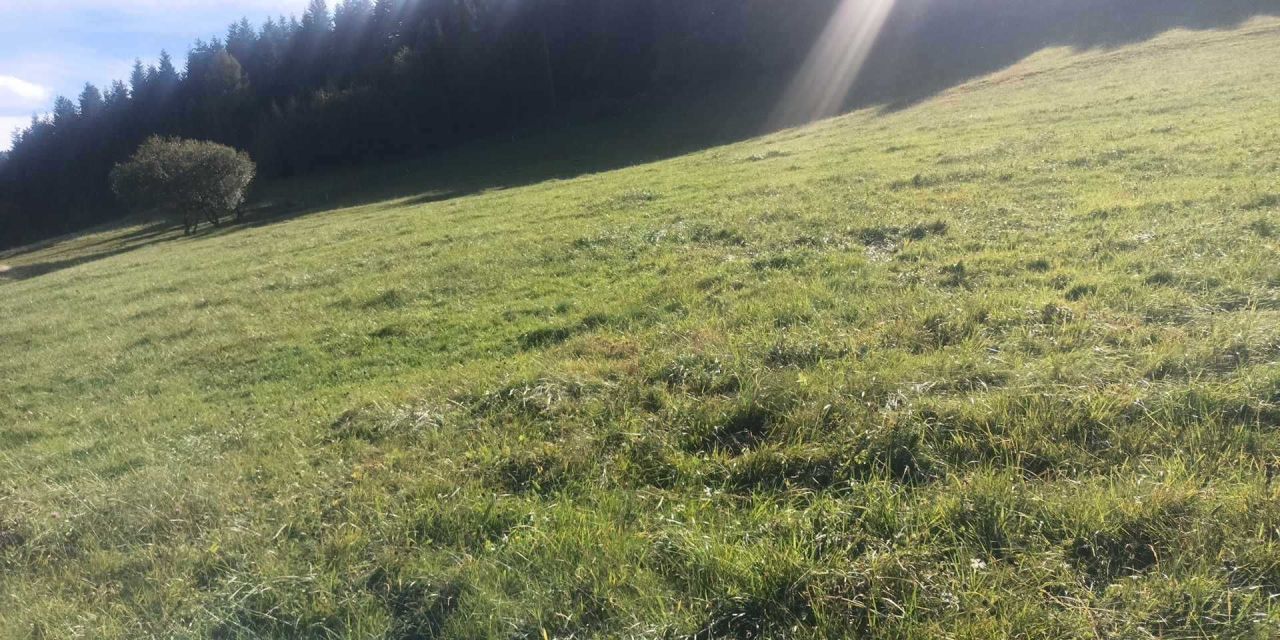 Działka rolna Lubomierz. Zdjęcie 2