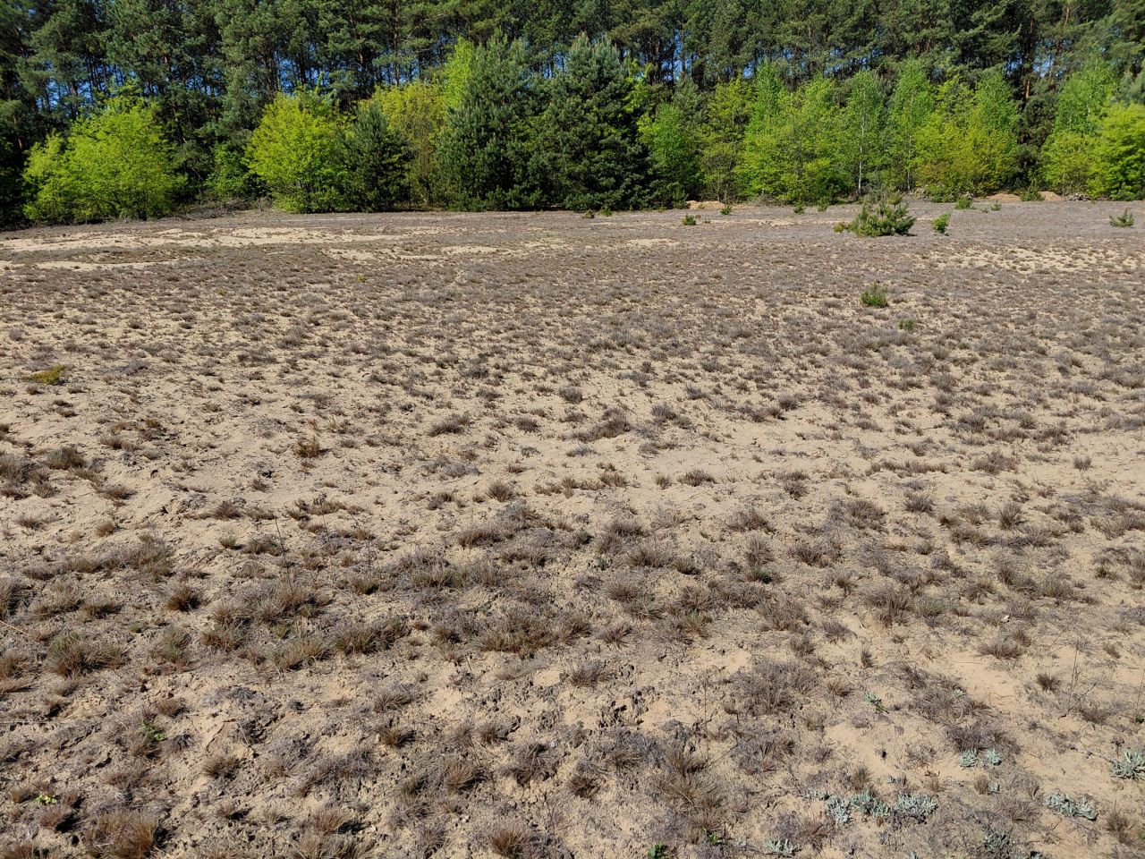 Działka rekreacyjna Goreń Duży, Kurkowa. Zdjęcie 5
