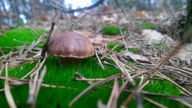 dom wolnostojący, 6 pokoi Zakącie. Zdjęcie 9