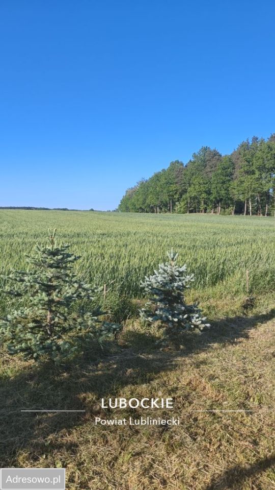 Działka budowlana Lubockie, ul. Wieczorka. Zdjęcie 7