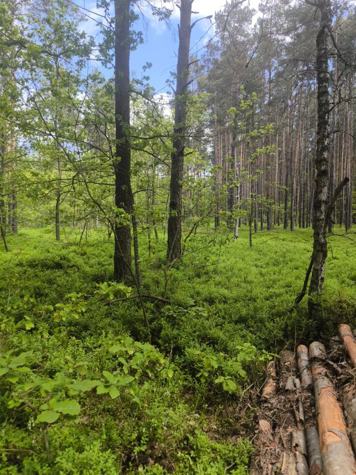 Działka leśna Stanowiska. Zdjęcie 5