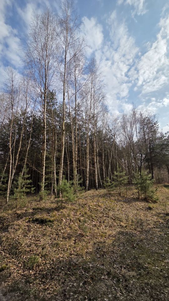 Działka leśna Borek Lipiński. Zdjęcie 2