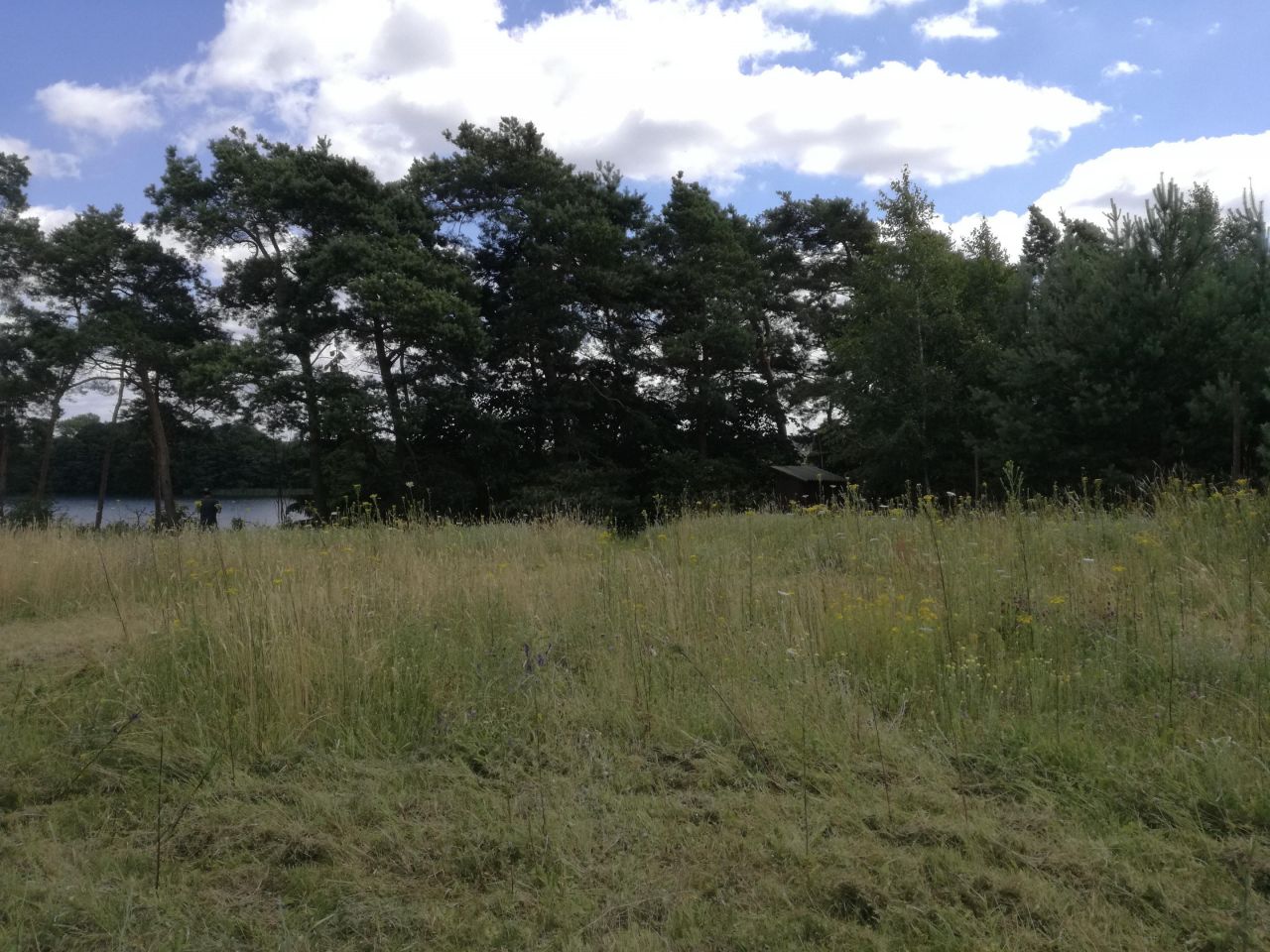 Działka rolna Knieja. Zdjęcie 6