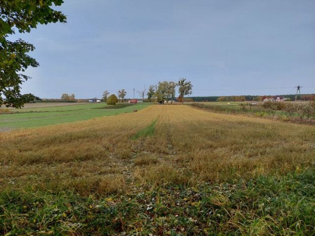 Działka siedliskowa Budki Petrykowskie. Zdjęcie 1