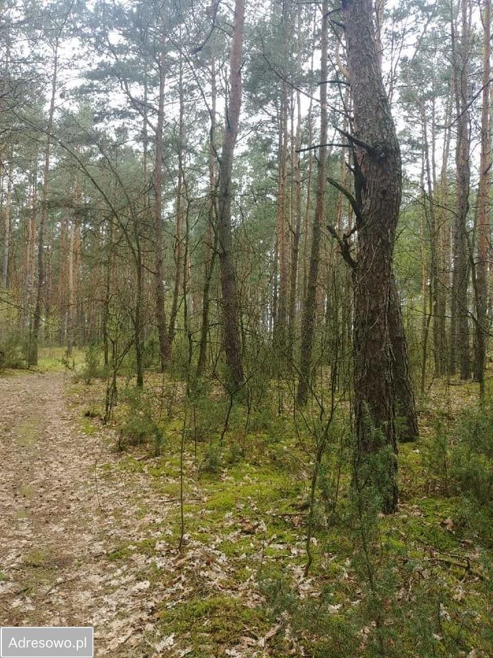 Działka leśna Wólka Radzymińska