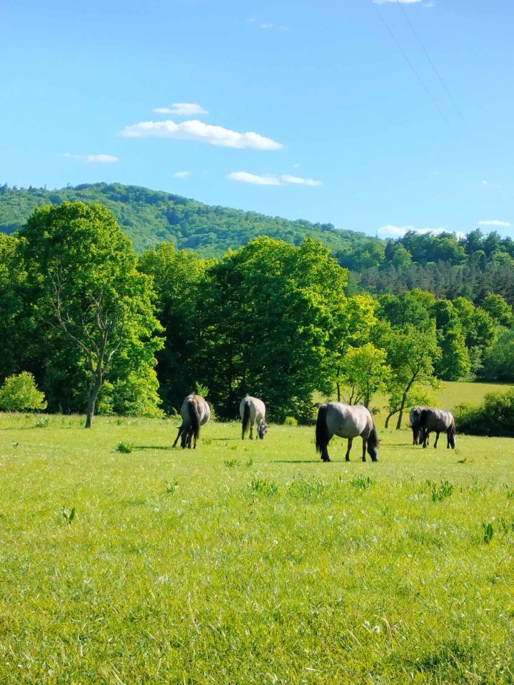 Działka leśna Leszczyny. Zdjęcie 3