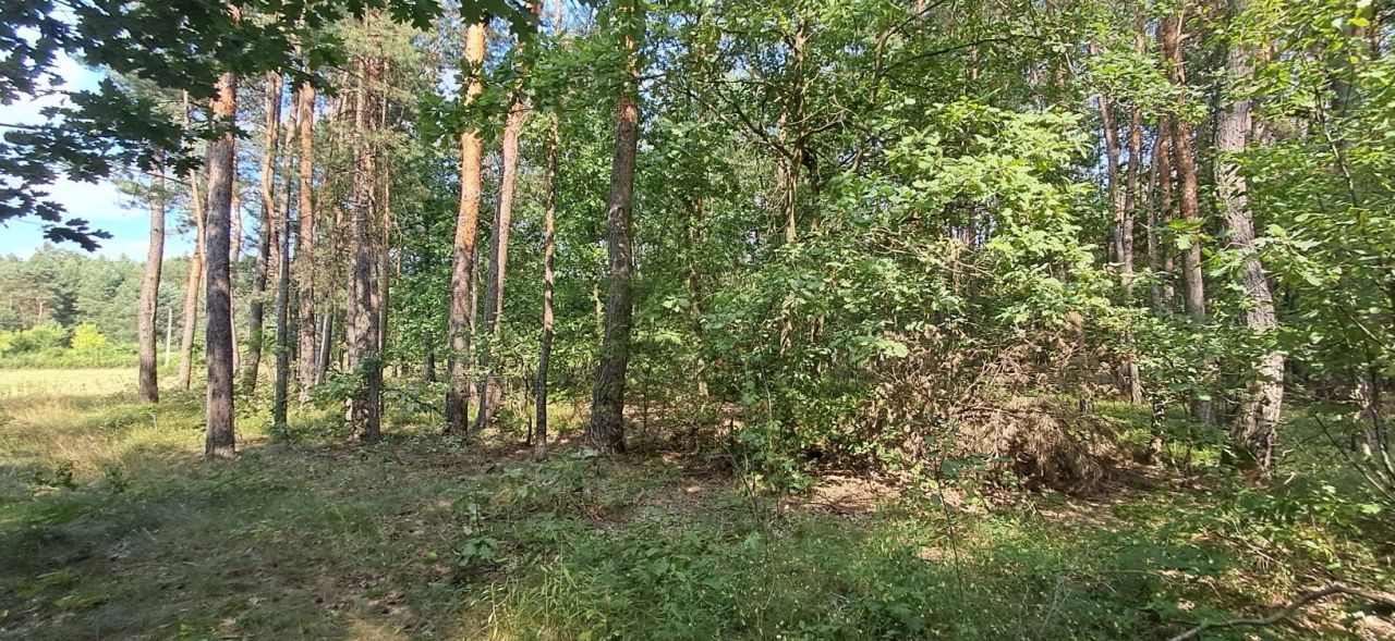 Działka Borów. Zdjęcie 3