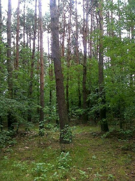 Działka leśna Łanięta. Zdjęcie 2