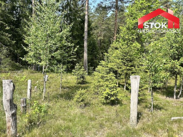 Działka leśna Rudnica. Zdjęcie 2