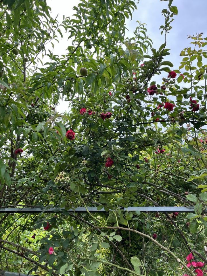 Działka rod Ostrzeszów. Zdjęcie 7