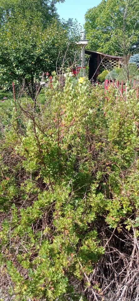 Działka rod Łódź Widzew, ul. Lodowa. Zdjęcie 36