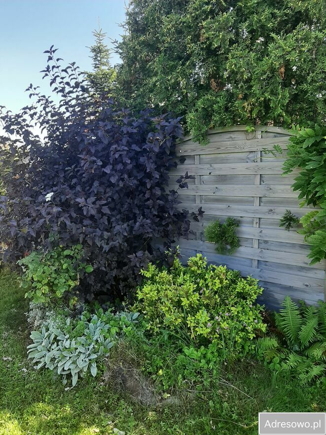 Działka rod Szczecin, ul. Wincentego Witosa. Zdjęcie 10