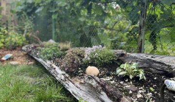 Działka rod Człuchów, ul. Koszalińska