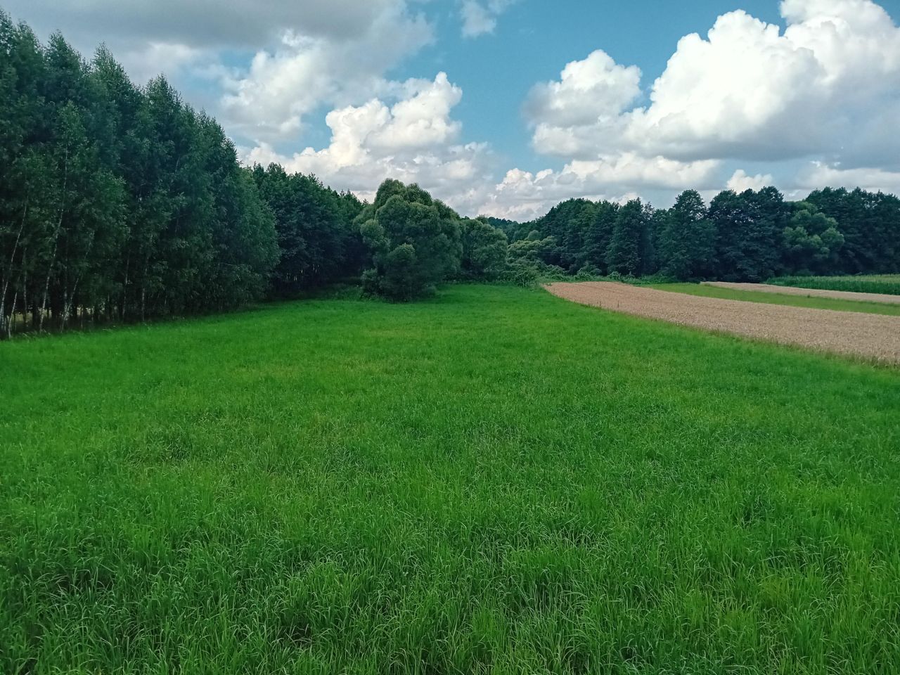 Działka rolna Strzygi. Zdjęcie 11