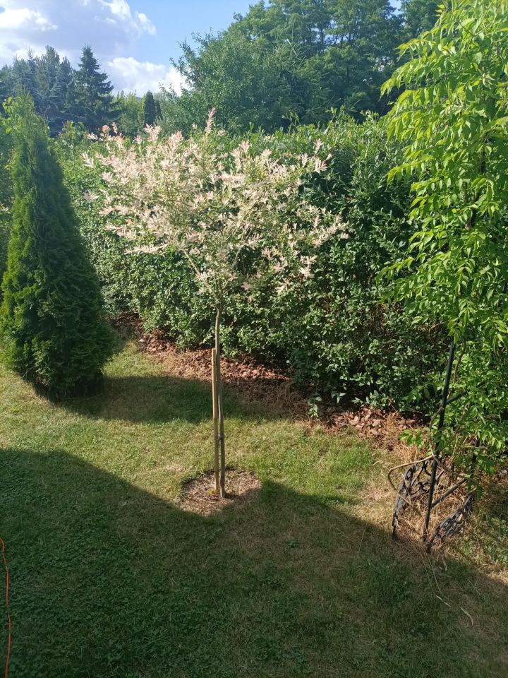 Działka rod Łódź Górna, ul. Lodowa. Zdjęcie 18