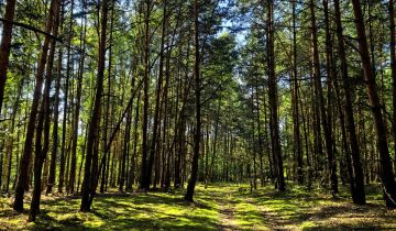 Działka budowlana Klizin