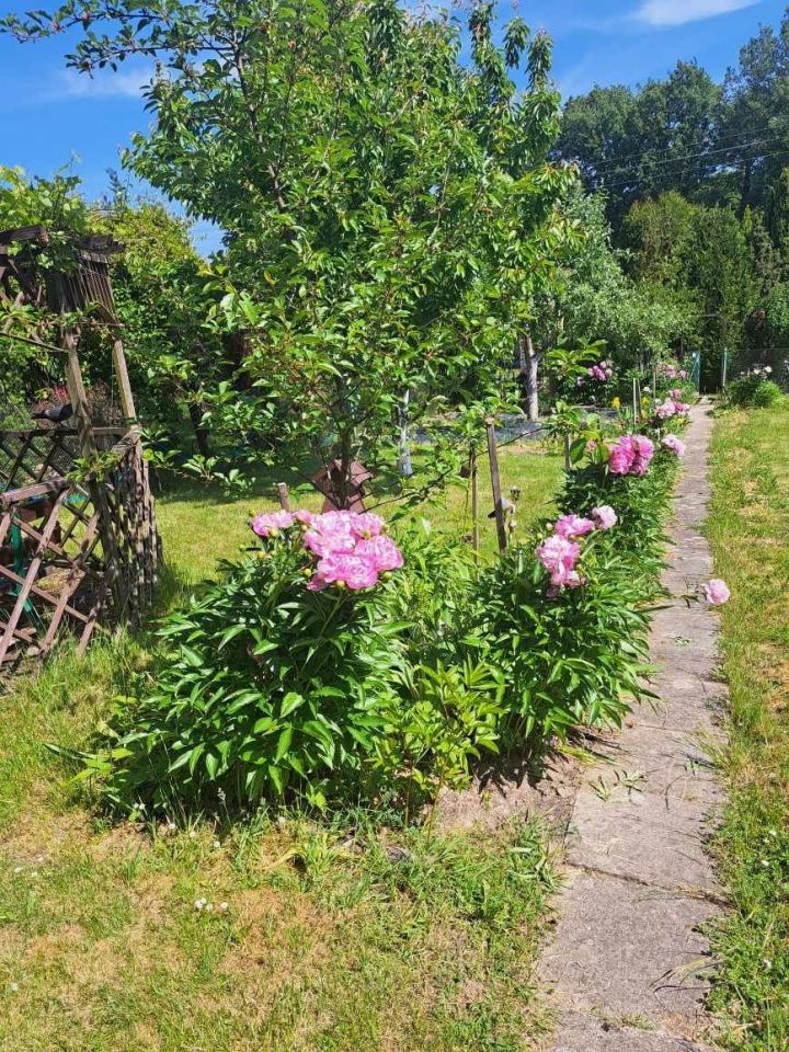 Działka rod Jastrzębie-Zdrój. Zdjęcie 2