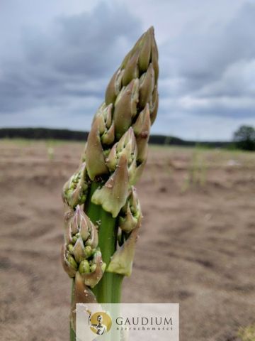 Działka Karszyn. Zdjęcie 19