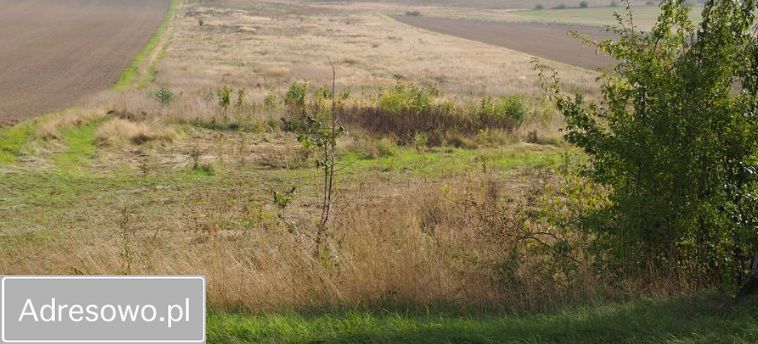 Działka rolna Lipa