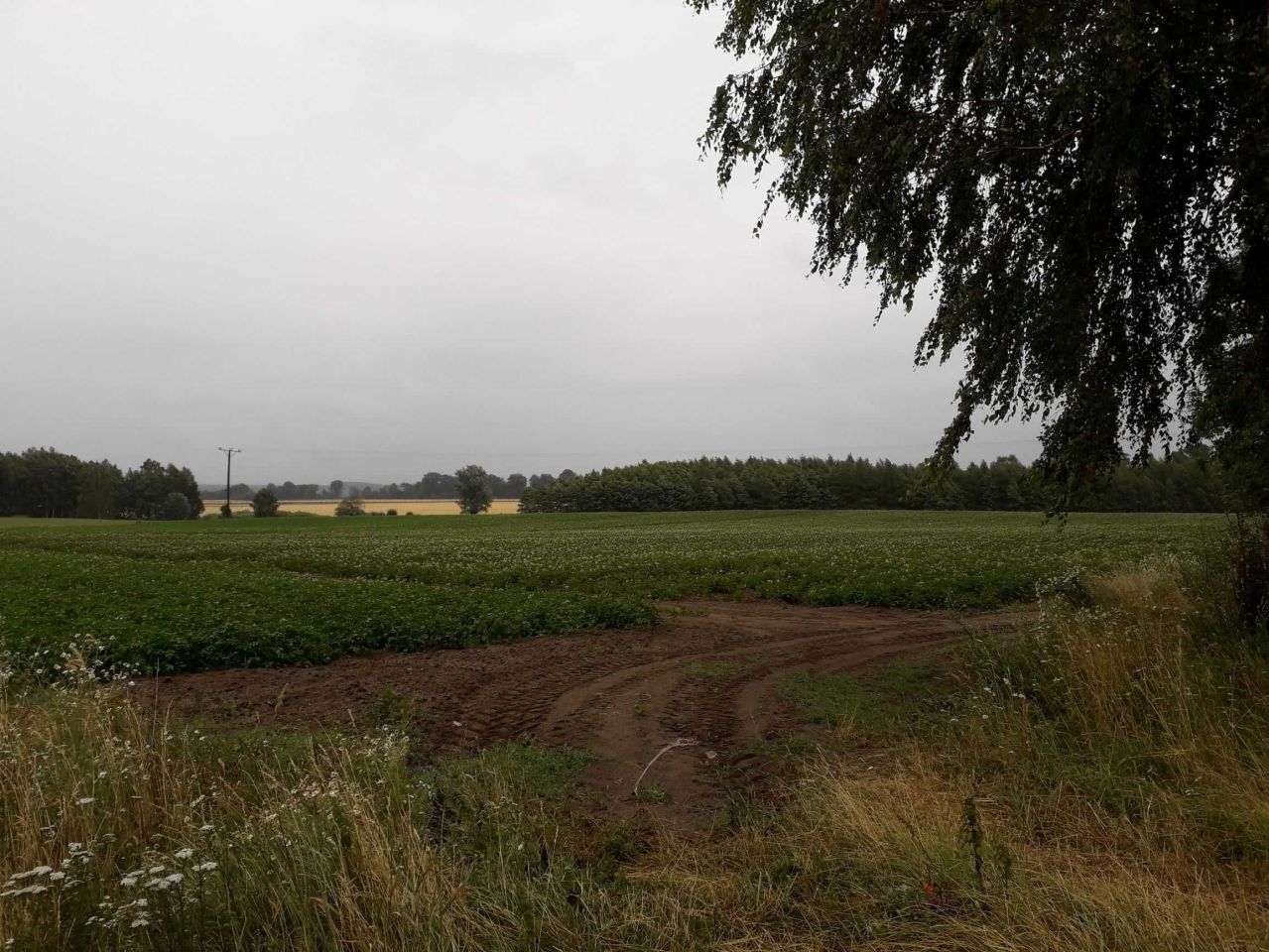 Działka rolna Runowo. Zdjęcie 5